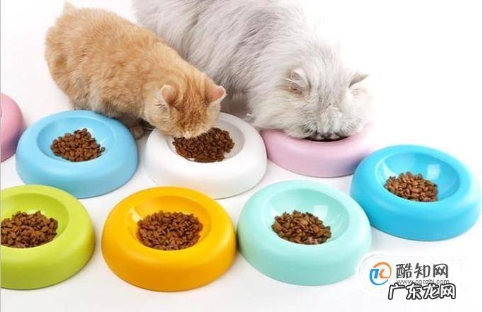 猫咪怎么驱虫
