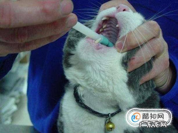 猫咪怎么驱虫