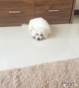 狗狗为什么喜欢把主人的鞋放窝里 有些狗狗为何总喜欢把主人的鞋子拖到窝里