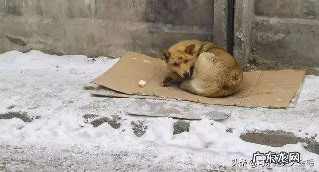 东北的流浪狗怎么过冬 东北那么冷,流浪狗是如何度过冬天的呢
