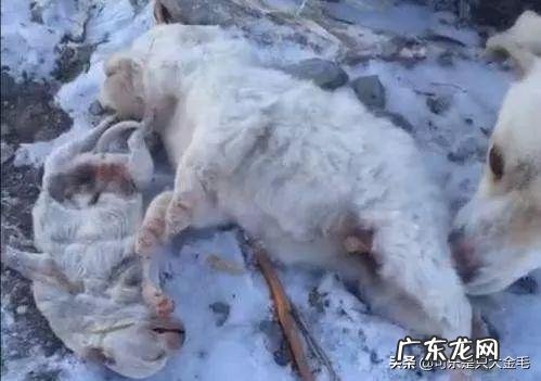 东北的流浪狗怎么过冬 东北那么冷,流浪狗是如何度过冬天的呢