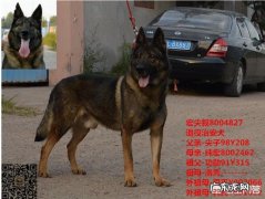 昆马犬和昆明犬区别 我国的昆明犬打得过比特犬吗