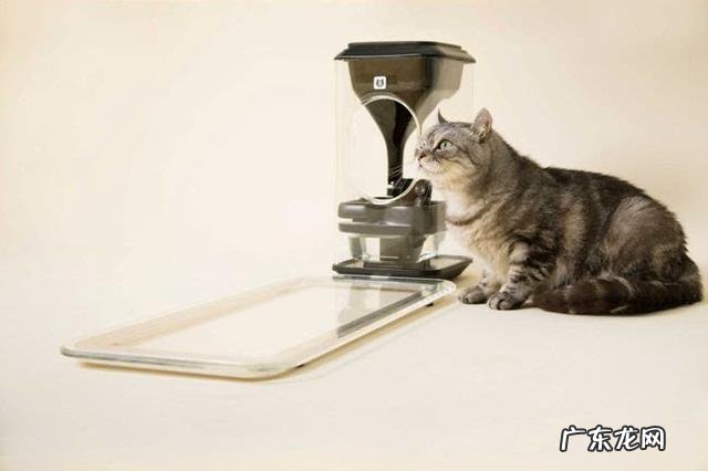 出门猫咪在家怎么办 出远门不在家的日子,家里的猫咪要怎么照顾