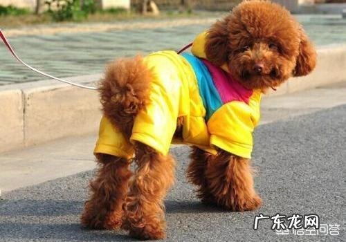 第一次养泰迪要买哪些东西 养泰迪犬,有什么东西是不需要买给它的