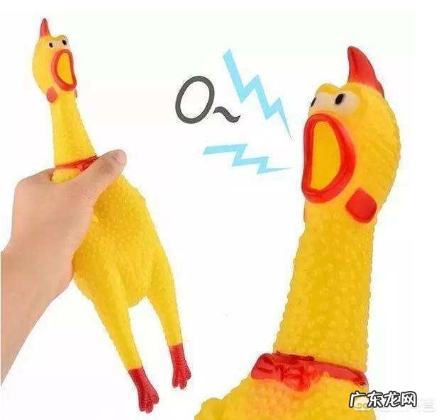 第一次养泰迪要买哪些东西 养泰迪犬,有什么东西是不需要买给它的