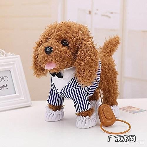 第一次养泰迪要买哪些东西 养泰迪犬,有什么东西是不需要买给它的