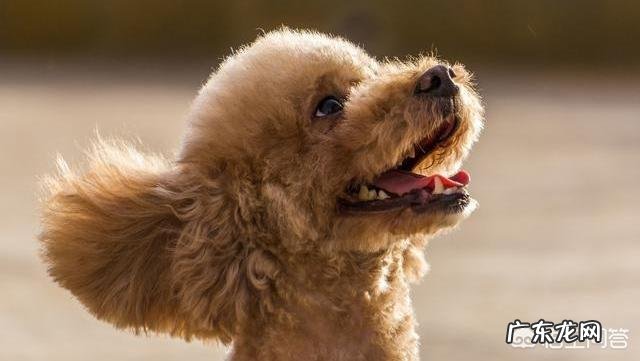 第一次养泰迪要买哪些东西 养泰迪犬,有什么东西是不需要买给它的