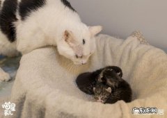 公猫会和母猫一起养小猫吗 喂养了一只公猫和一只母猫，母猫要下崽了，公猫是否要隔离