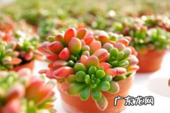 为什么虹之玉特别难养 虹之玉好不好养活
