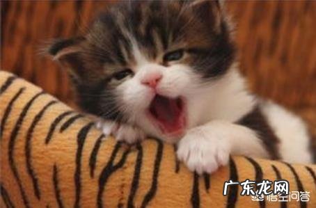 猫经常睡觉 为什么猫总是睡觉,但是身手却特别敏捷呢