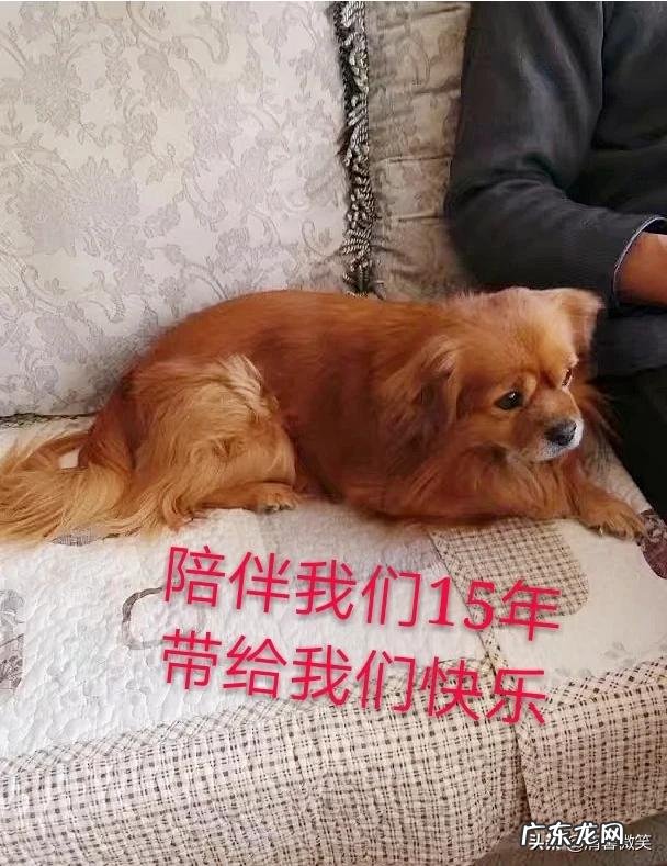 当和你相处了快十年的宠物突然间离开了,你内心的感觉是什么样的