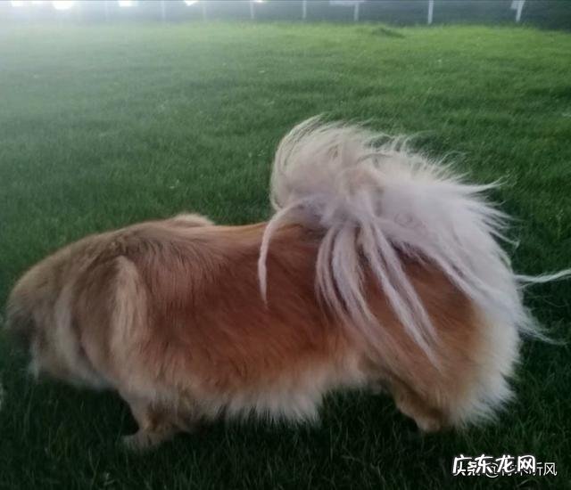 当和你相处了快十年的宠物突然间离开了,你内心的感觉是什么样的