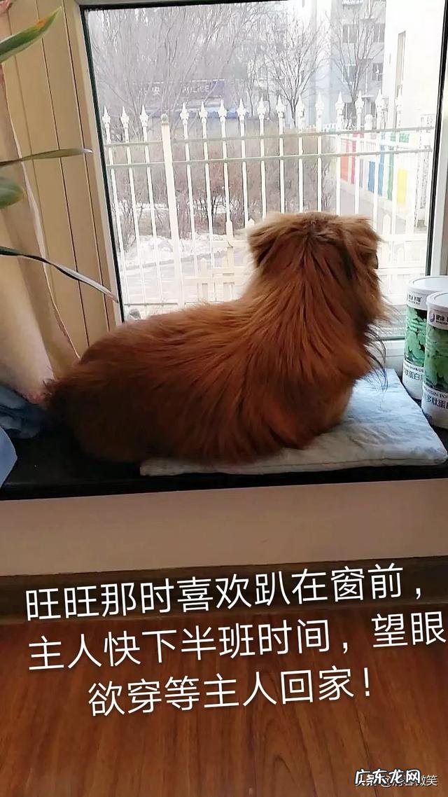 当和你相处了快十年的宠物突然间离开了,你内心的感觉是什么样的