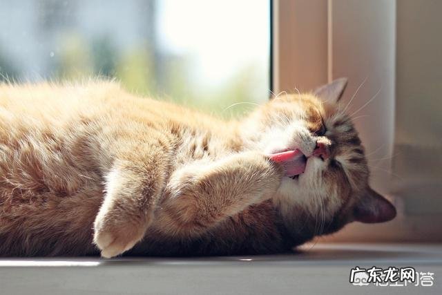 如何让猫心情愉悦 如何让生活在室内的猫咪感到快乐