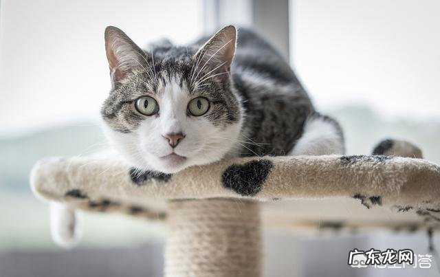 如何让猫心情愉悦 如何让生活在室内的猫咪感到快乐