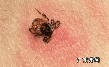隐翅虫哪里来的,怎么会在家里出现 家里出现一只隐翅虫还会有很多吗