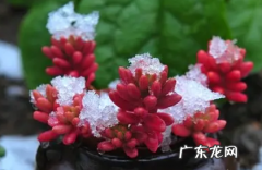 虹之玉掉叶子必须重新种吗 虹之玉掉叶子什么原因