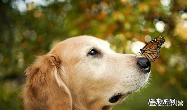 养了13年的金毛犬因病离世,家人生活上不太习惯。医生建议重新收养一个,你会愿意吗