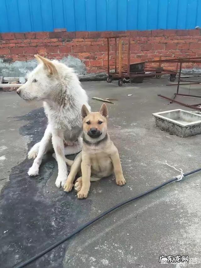 养了13年的金毛犬因病离世,家人生活上不太习惯。医生建议重新收养一个,你会愿意吗