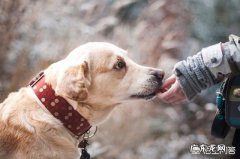 养了13年的金毛犬因病离世，家人生活上不太习惯。医生建议重新收养一个，你会愿意吗
