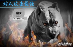 犬类攻击性排行榜 世上攻击性强烈的犬种有哪些