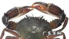 新鲜的螃蟹怎么做好吃
