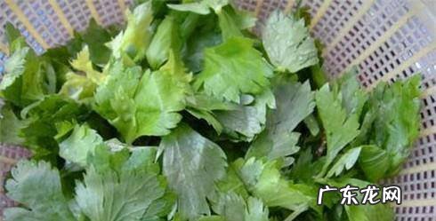 芹菜叶子怎么做最好吃