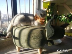 喜欢养猫狗的人是什么心态 如何看待当代年轻人喜欢吸猫多过于养狗