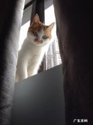 你是因为什么才去养猫猫狗狗的?是什么让你甘愿成为一名猫奴/捡屎的