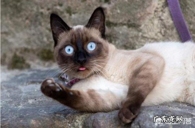 千万别养暹罗猫怎么可以不变黑 如何缓解暹罗猫变黑