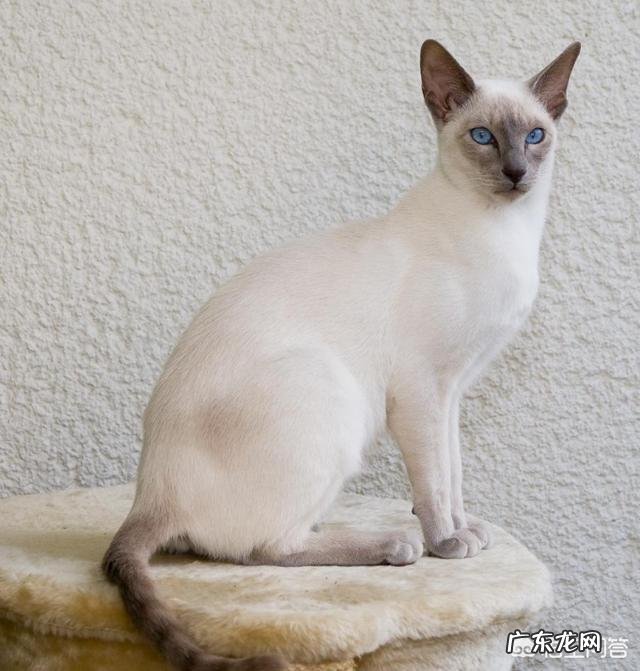 千万别养暹罗猫怎么可以不变黑 如何缓解暹罗猫变黑