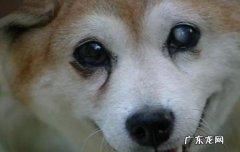 狗狗白内障是什么原因引起的 狗为什么会得白内障