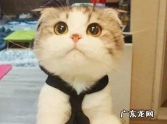 哪种猫咪智商最高 猫咪的智商有多高