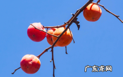 柿饼是热性还是凉性 柿子是热性还是凉性