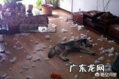 二哈和阿拉斯加是一样的吗 如果把二哈，阿拉斯加，萨摩一起养，会有什么结果呢