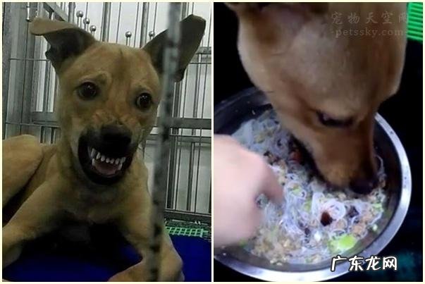 主人打狗狗反咬是为什么 为什么喂狗后反被狗咬呢