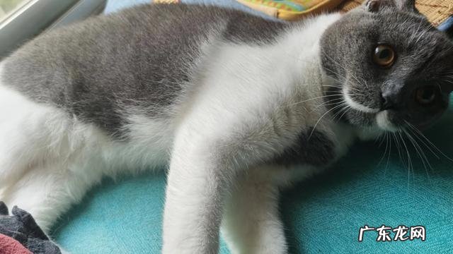 和宠物的故事 说出一个你与宠物的故事吧