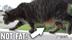 猫肚子后面有一块肉下垂 猫咪肚子底下有一坨肉下垂了，是生病的原因吗