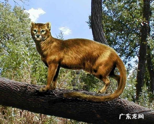 为什么猫用两只脚走路 四条腿的猫咪,走路的时候却只有两个脚印,这是为什么