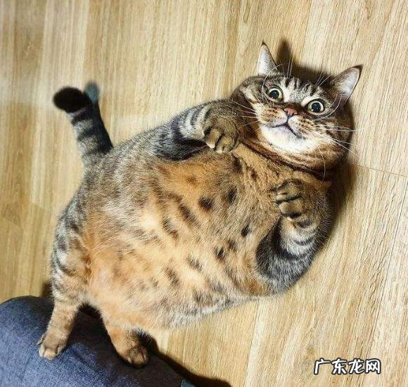 为什么猫用两只脚走路 四条腿的猫咪,走路的时候却只有两个脚印,这是为什么