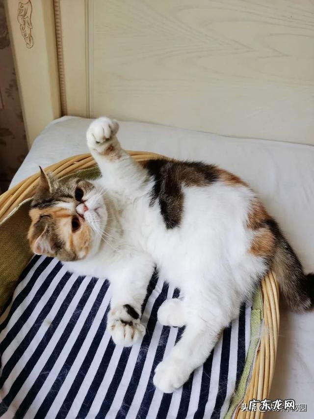猫咪性格太好是什么原因 怎么能看出猫咪的性格好坏
