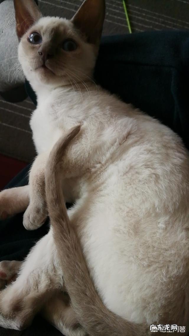 猫咪性格太好是什么原因 怎么能看出猫咪的性格好坏