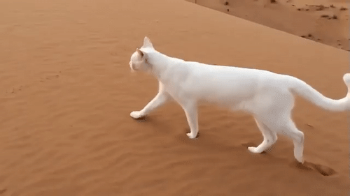 猫咪三只脚走路是什么情况 四条腿的猫咪，走路的时候却只有两个脚印，这是为什么