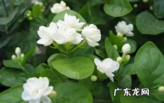 凤尾兰盆栽 新买的凤尾兰怎么养护