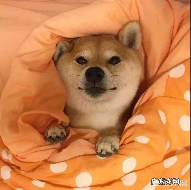 狗睡觉位置和主人关系 狗子知道主人是否睡着吗