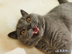 猫总想离家出走 猫离家出走回来后一直感觉它的眼神充满了敌意，为什么