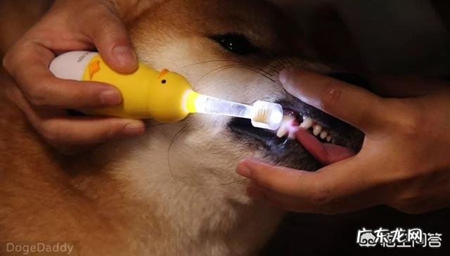 小狗嘴巴臭怎么处理呢 狗狗的嘴巴腐臭,该怎么去除