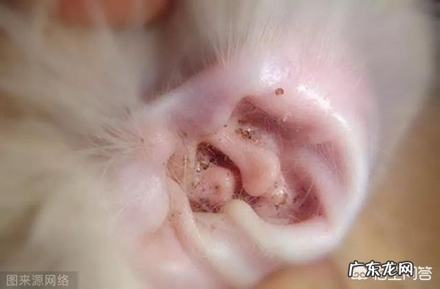 小狗嘴巴臭怎么处理呢 狗狗的嘴巴腐臭,该怎么去除