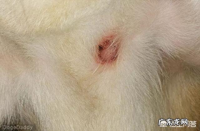 小狗嘴巴臭怎么处理呢 狗狗的嘴巴腐臭,该怎么去除