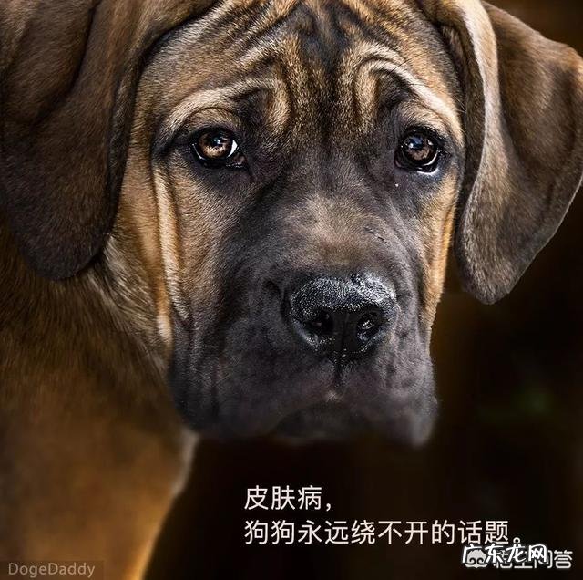 小狗嘴巴臭怎么处理呢 狗狗的嘴巴腐臭,该怎么去除